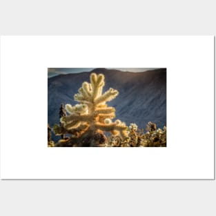 Glowing Cholla Cactus Posters and Art